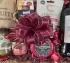 Wine, Cheese & Pate